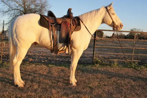 Quarter Horse Gelding classifieds _ sale