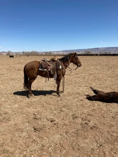 Black Quarter Horse Gelding