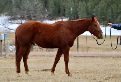 Available Quarter Horse in marketplace!!