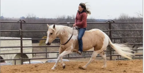 Beautiful and amazing Quarter Horse breed are sale,,