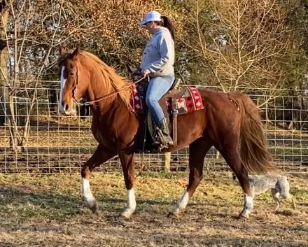Sorrel Rocky Mountain Horse Mare
