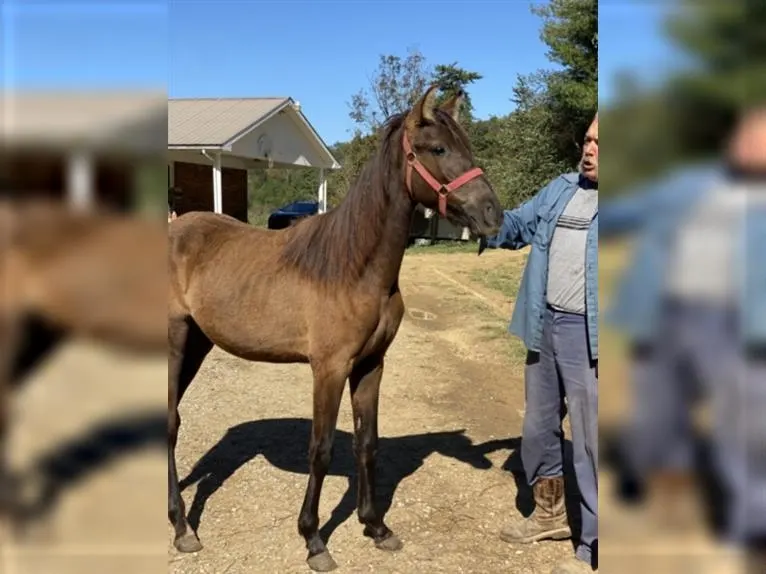Gorgeous and Beautiful Rocky Mountain Horse