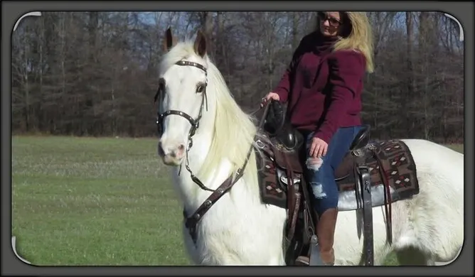 Tennessee Walker classified horse are available for sale ,