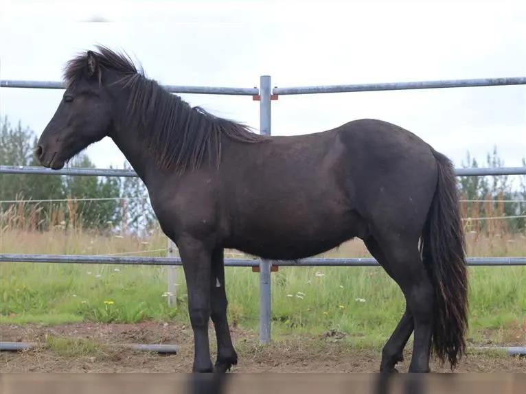 Best Icelandic Horse fast run away for the ice land . this horse is a very smooth ride.