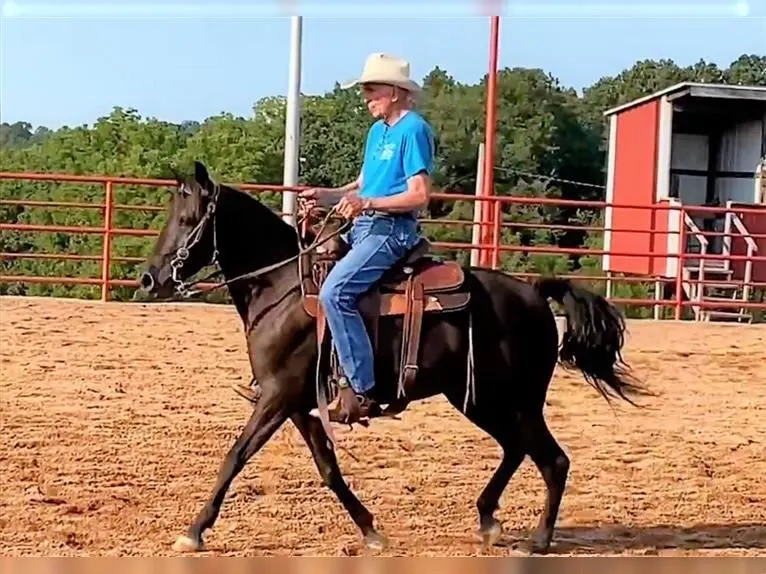 Best Missouri Foxtrotter for sale in the marketplace