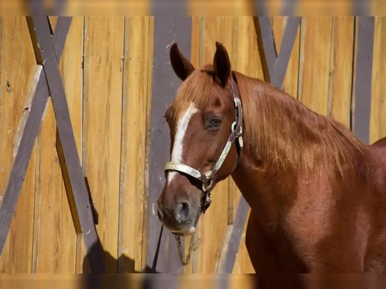 15 HH Easy To Ride Trail Horse