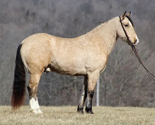 Trail, Ranch, Roping, Team Sorting/Penning horse! Lots of handle, fancy broke BUCKSKIN!