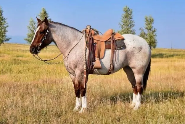 Family Safe!!! Trail-Ranch-Sorting-Roping-Pickup… TRUE DRAFTCROSS RANCH HORSE!!!