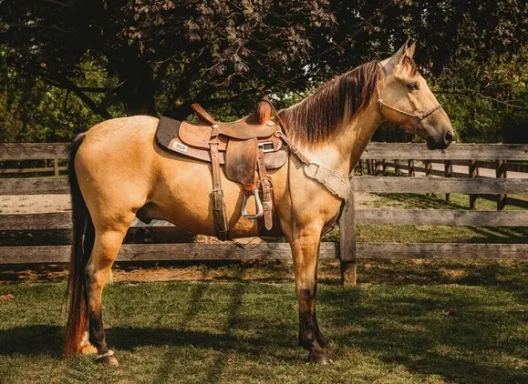 .PlatinumEquineAuction.com Super smooth gaited, well broke, fancy buckskin gelding. Great on trails and traffic safe!