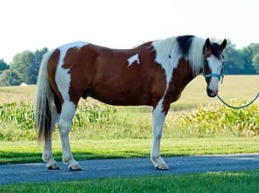 Trail horse, big stout and gentle for any rider on trails or around the ranch! Drives in any type of Bugg