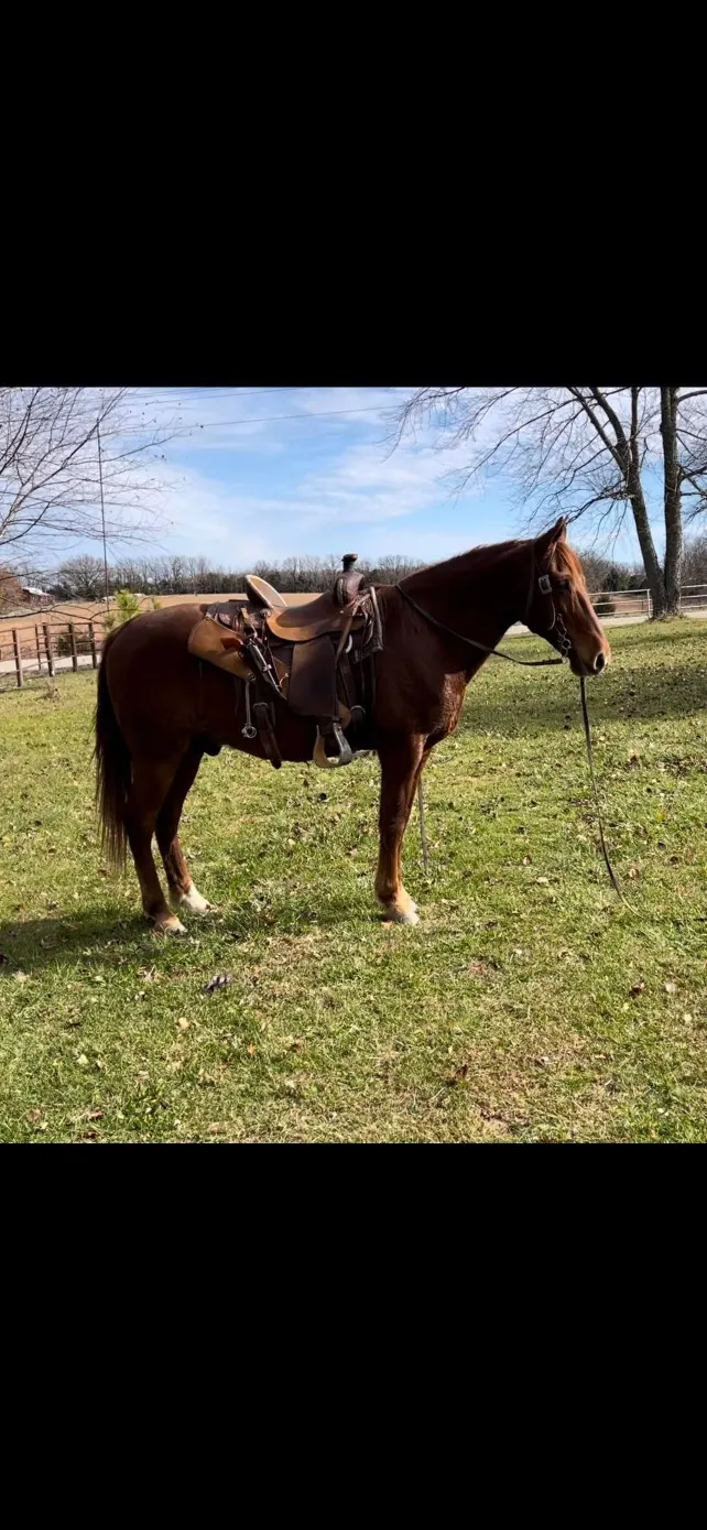 Rich Sorrel Missouri Fox Trotter Trail Gelding