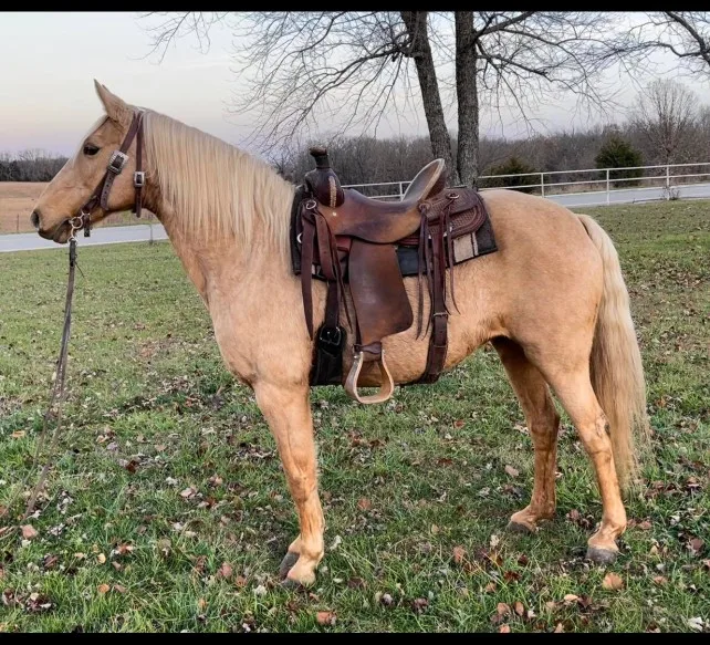 Golden Palomino Missouri Fox Trotter Trail Riding Mare