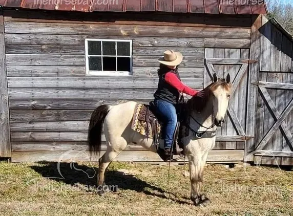 Buckskin Kentucky Mountain Gaited Trail Gelding