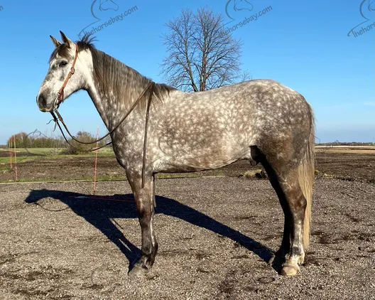 Dappled Gray Missouri Foxtrotter Gaited Trail Gelding