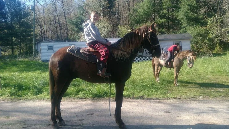 Sweet 16 HH Chocolate Trail Horse