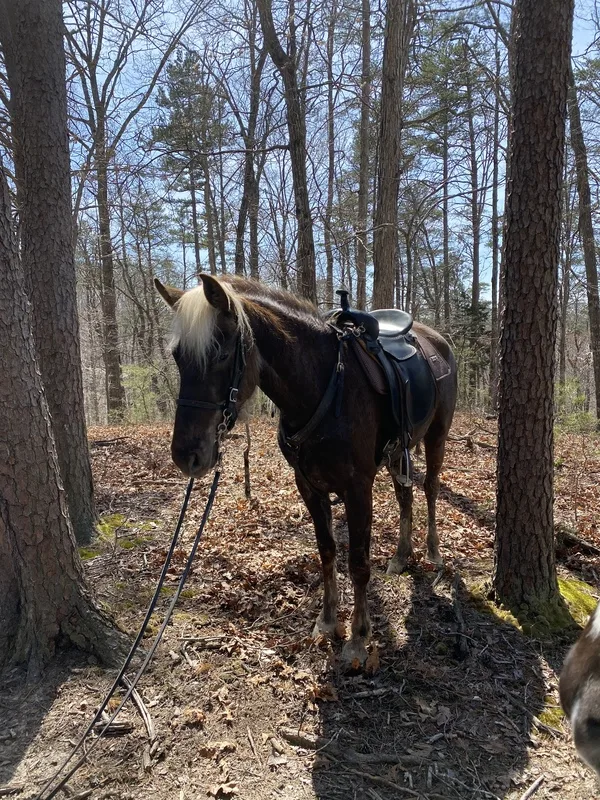 Sweet, Gorgeous Chocolate Trail Horse
