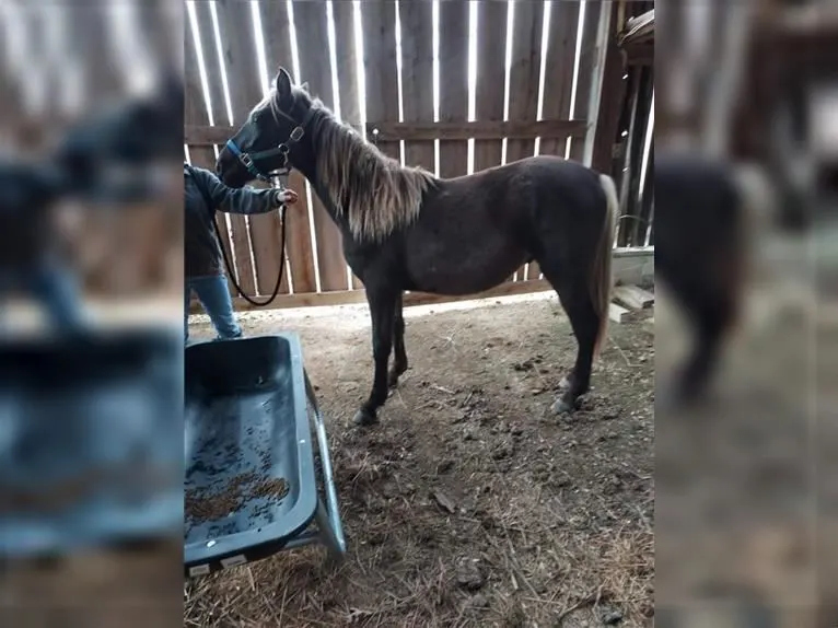 Rocky Mountain Country Trail Grand Champion HORSE for Sale