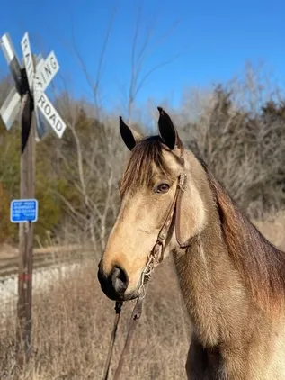 Place your bids at www.PlatinumEquineAuction.com Super smooth gaited Buckskin Beauty, Great on trails and traffic safe!
