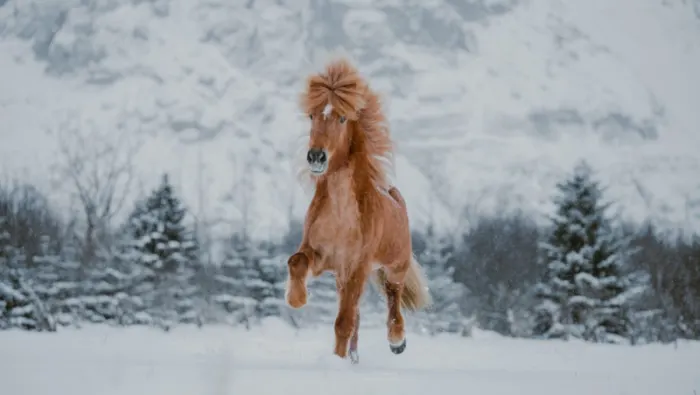Is ICelandic Horse Worth Buying?