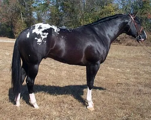 Walkaloosa Horses for Sale