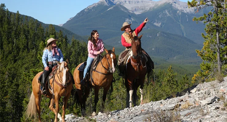 Gaited Rocky Mountain Horses for Sale - Horses for Sale