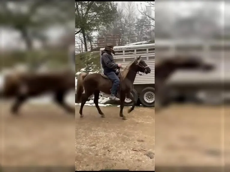 Rocky Mountain Horse Sale in USA