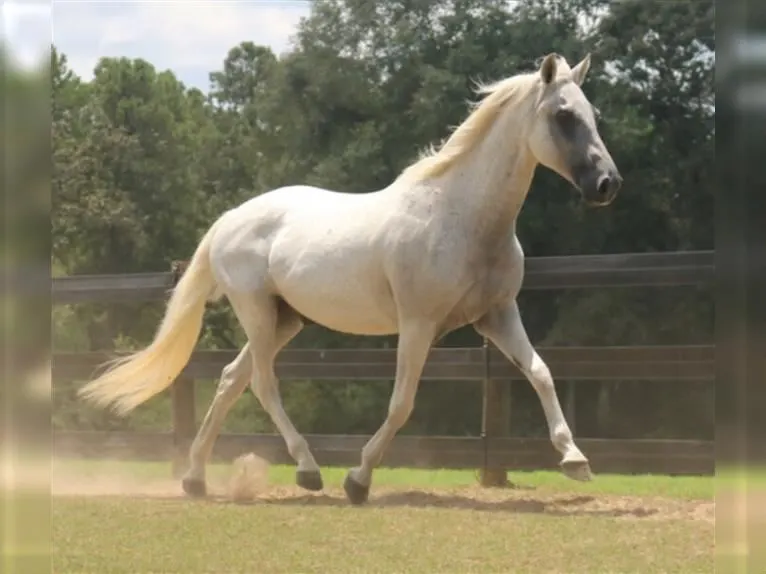 Smooth Paso Fino Gelding horse are available for sale