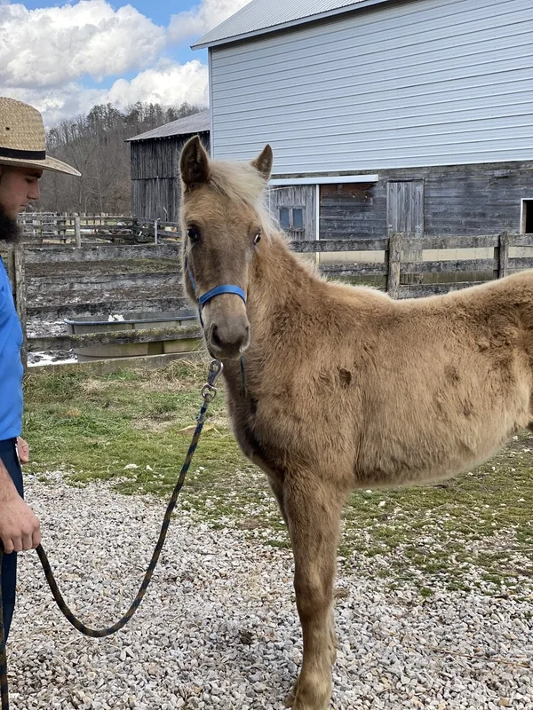 Pretty Chocolate yearling Filly