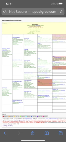 Gorgeous Chocolate Yearling Colt