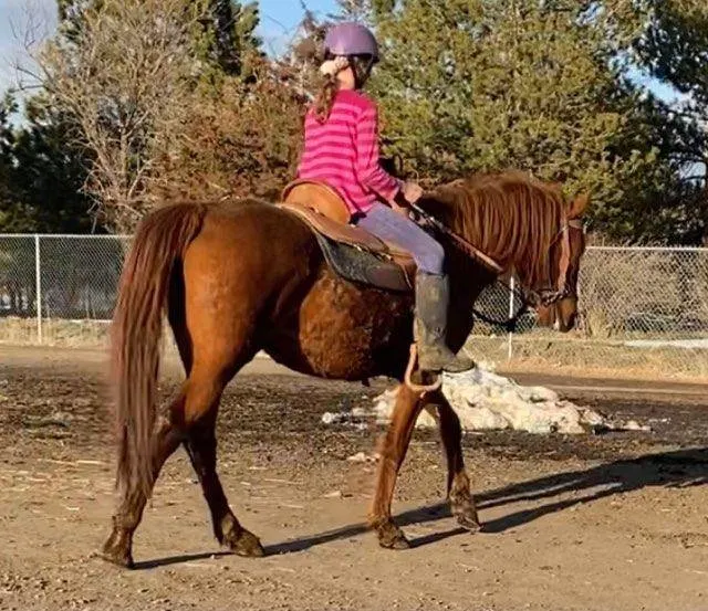14 Year Old Missouri Fox Trotter Mare for Sale!