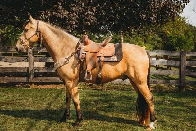 .PlatinumEquineAuction.com Super smooth gaited, well broke, fancy buckskin gelding. Great on trails and traffic safe!