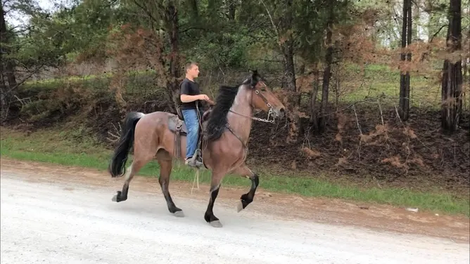Place your bids at www.PlatinumEquineAuction.com beginner safe, great on trails, ver smooth gaited!
