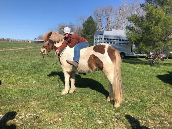 Place your bids at www.PlatinumEquineAuction.com beginner safe, great on trails, SUPER SMOOTH GAITED!!! Drives under harness as well!