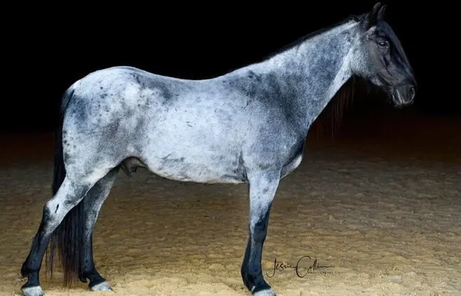 Place your bids at www.PlatinumEquineAuction.com TRICK HORSE!!! Family Safe trail horse, Super Smooth Gaited, Nice Lope!!!