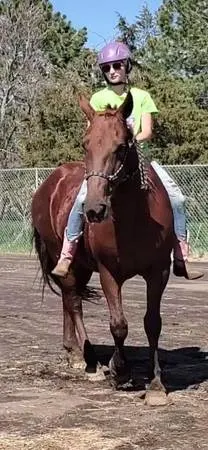 Rocky Mountain Horse for Sale - Gucci- Grulla - Gaited Horse