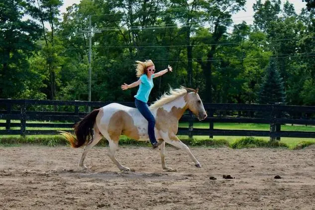 Trail horse, Dressage prospect, proven Jumper