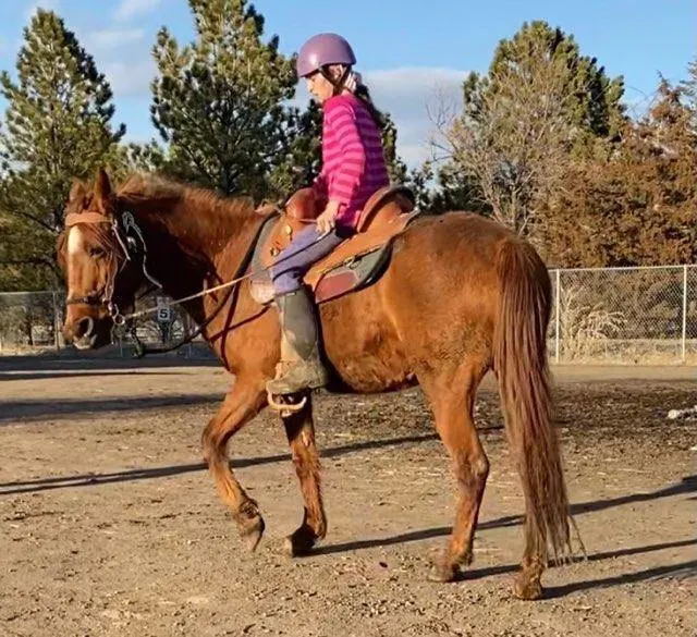 14 Year Old Missouri Fox Trotter Mare for Sale!