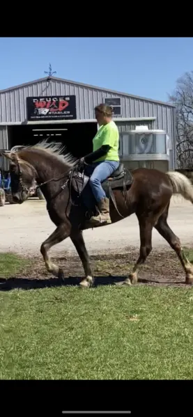 Sweet, Gorgeous Chocolate Trail Horse