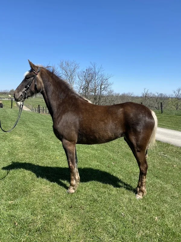 Sweet, Gorgeous Chocolate Trail Horse