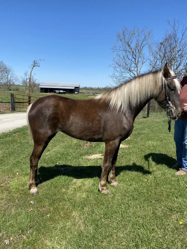 Sweet, Gorgeous Chocolate Trail Horse