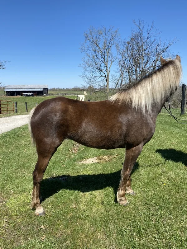 Sweet, Gorgeous Chocolate Trail Horse