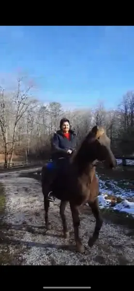 Gorgeous Experienced Chocolate Trail Horse