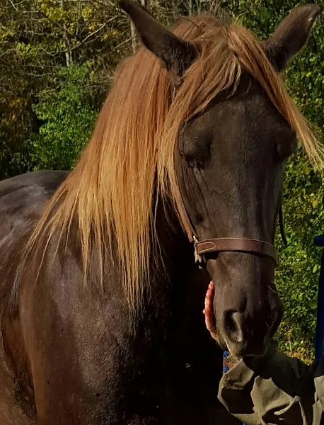 Gorgeous Experienced Chocolate Trail Horse