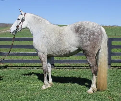 ONLINE AUCTION!!! Bid at www.PlatinumEquineAuction.com Excellent trail horse, Super smooth gaited, Safe for the WHOLE family!!!