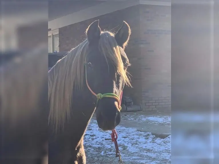 Rocky Mountain Horse Sale in USA