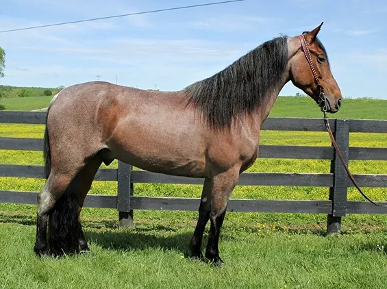Place your bids at www.PlatinumEquineAuction.com beginner safe, great on trails, ver smooth gaited!