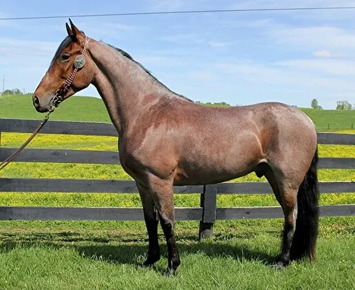 Place your bids at www.PlatinumEquineAuction.com beginner safe, great on trails, ver smooth gaited!