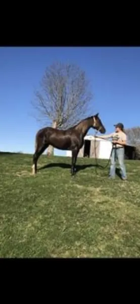 15.1 BeautifulChocolate Trail Horse