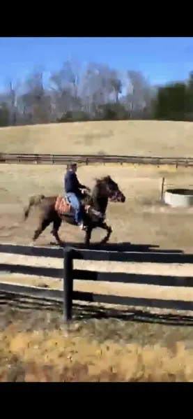 15.1 BeautifulChocolate Trail Horse