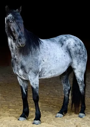 Place your bids at www.PlatinumEquineAuction.com TRICK HORSE!!! Family Safe trail horse, Super Smooth Gaited, Nice Lope!!!